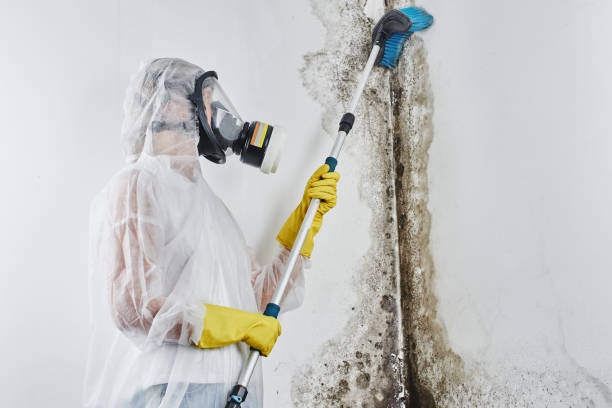 Best Toxic Mold Removal  in Colfax, IL