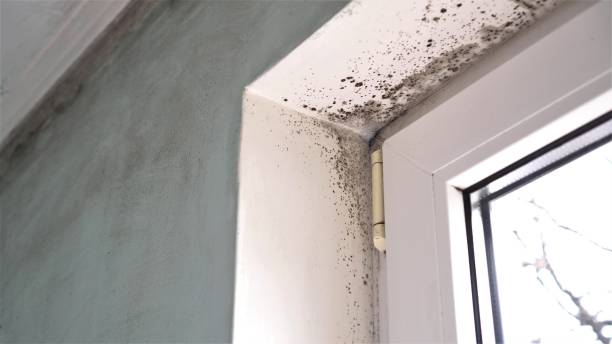 Best Commercial Mold Removal  in Colfax, IL
