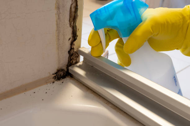 Mold Removal Process in Colfax, IL