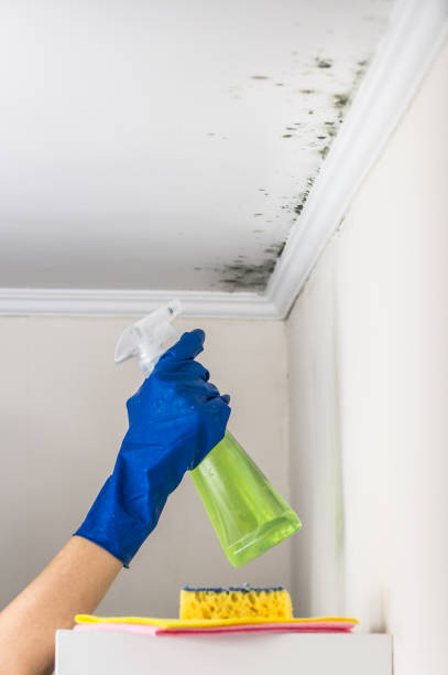 Best Home Mold Removal  in Colfax, IL