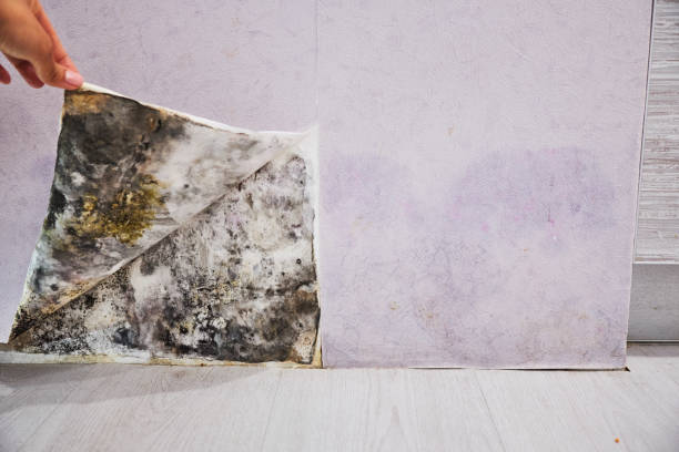 Best Mold Testing  in Colfax, IL